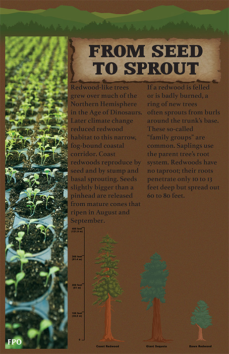 Redwood Booklet — Page 4